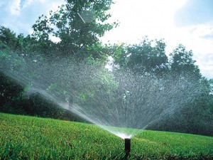 rainbird3